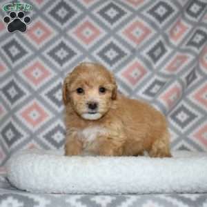 Pixie, Bich-Poo Puppy